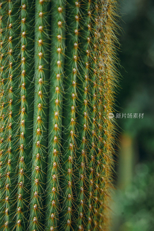 植物园大仙人掌trichocereus pasacana的细节拍摄